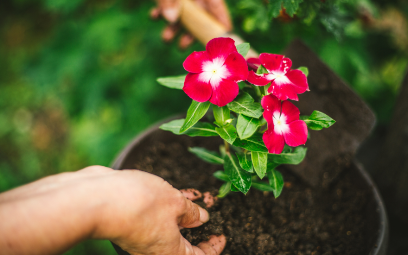 Plantation de fleurs