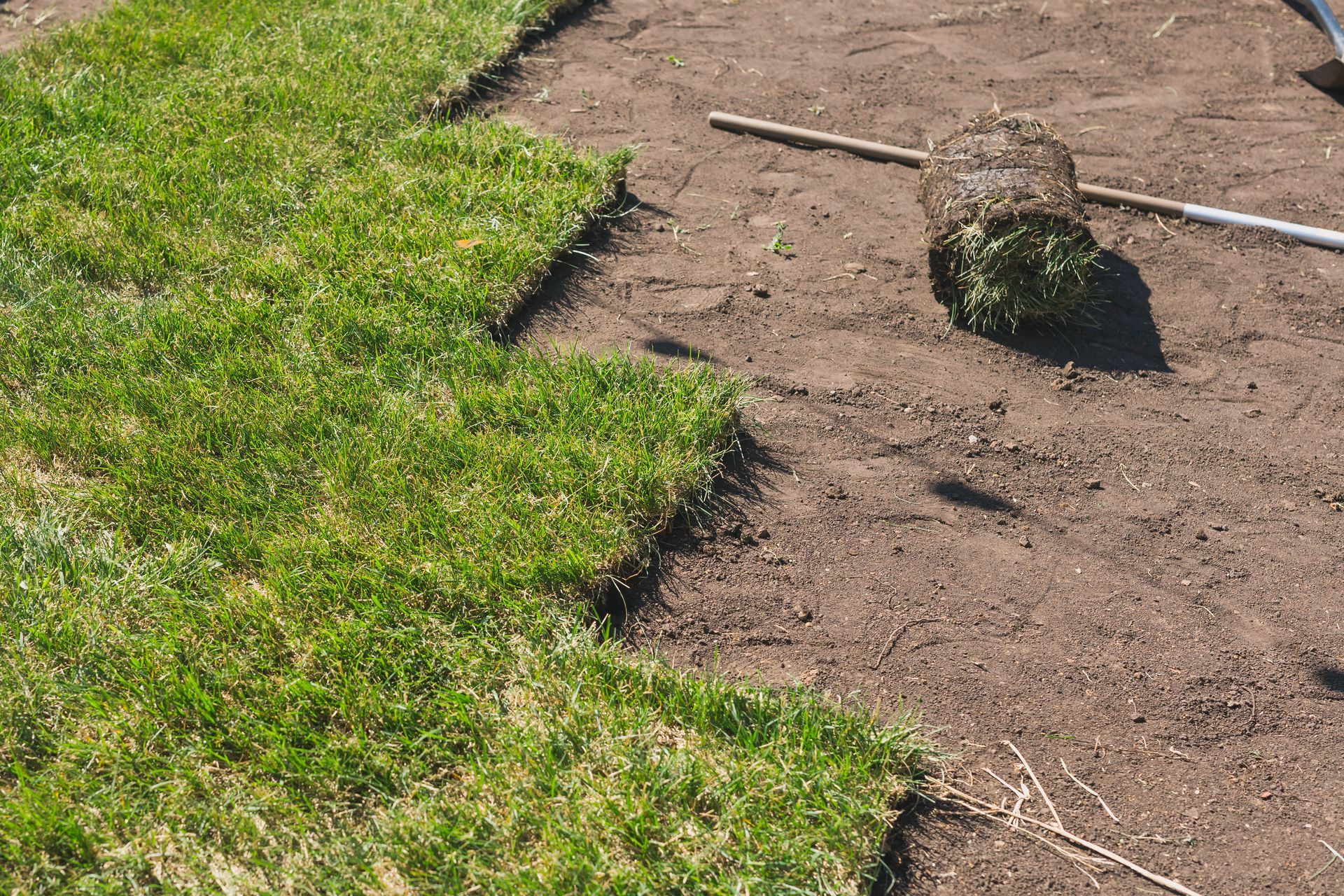 Comment choisir le bon type de gazon pour votre jardin